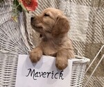 Small #1 Golden Retriever