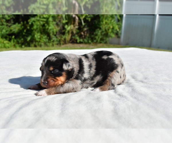 Medium Photo #8 Miniature Australian Shepherd Puppy For Sale in PALM COAST, FL, USA