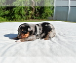 Small #7 Miniature Australian Shepherd