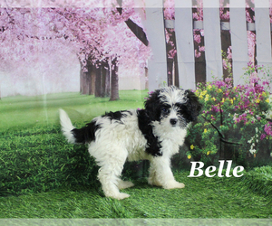 Cavapoo Puppy for sale in CHANUTE, KS, USA