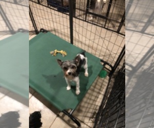 Yorkshire Terrier Puppy for Sale in BRIDGETON, New Jersey USA