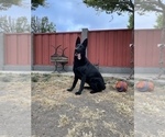 Small #41 German Shepherd Dog