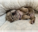 Small Photo #3 French Bulldog Puppy For Sale in MIDLOTHIAN, TX, USA