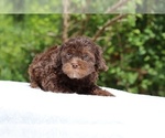 Small #5 ShihPoo