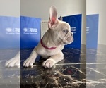 Small #4 French Bulldog