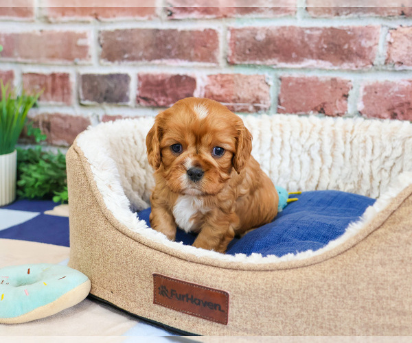 Medium Photo #2 Cavalier King Charles Spaniel Puppy For Sale in SYRACUSE, IN, USA
