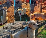 Small Photo #8 Anatolian Shepherd-Great Pyrenees Mix Puppy For Sale in RENO, NV, USA