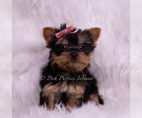 Medium Photo #2 Yorkshire Terrier Puppy For Sale in WARSAW, IN, USA