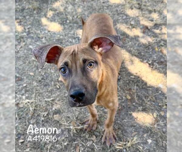 Medium Photo #1 Boxer-Unknown Mix Puppy For Sale in Conroe, TX, USA