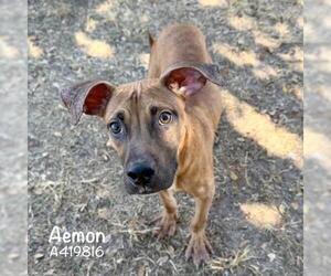 Boxer-Unknown Mix Dogs for adoption in Conroe, TX, USA