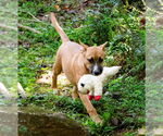 Small Photo #9 Mutt Puppy For Sale in Ellijay, GA, USA