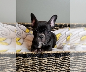 French Bulldog Puppy for sale in GREENWOOD, IN, USA