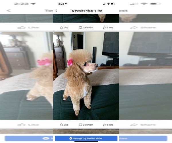 Medium Photo #7 Poodle (Toy) Puppy For Sale in KISSIMMEE, FL, USA