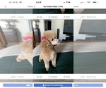 Small Photo #7 Poodle (Toy) Puppy For Sale in KISSIMMEE, FL, USA