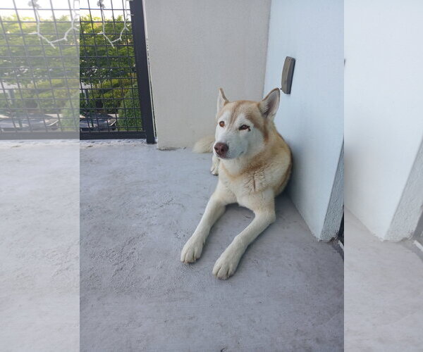 Medium Photo #3 Siberian Husky Puppy For Sale in Miami, FL, USA