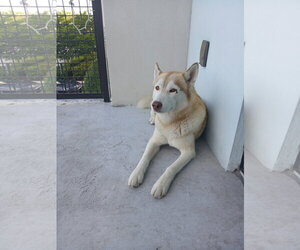 COURTESY POST: Mochi - Male Siberian Husky Dog for Adoption - Photo #3