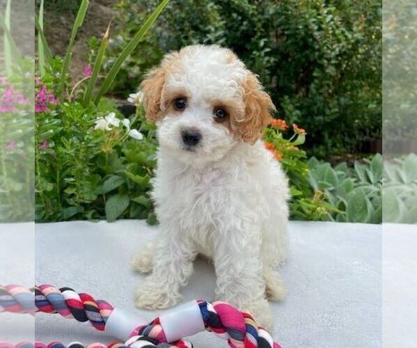 Medium Photo #2 Cavapoo Puppy For Sale in NEWPORT, PA, USA