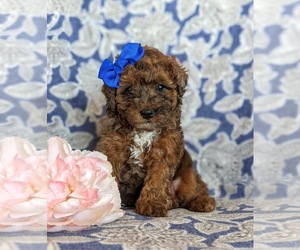 Poodle (Toy) Puppy for sale in KINZERS, PA, USA