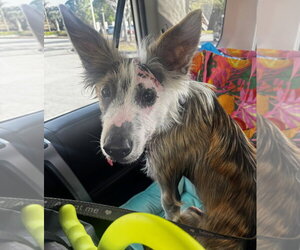 Mutt Dogs for adoption in Royal Palm Beach, FL, USA