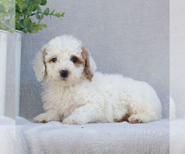 Medium Photo #4 Goldendoodle (Miniature) Puppy For Sale in EPHRATA, PA, USA