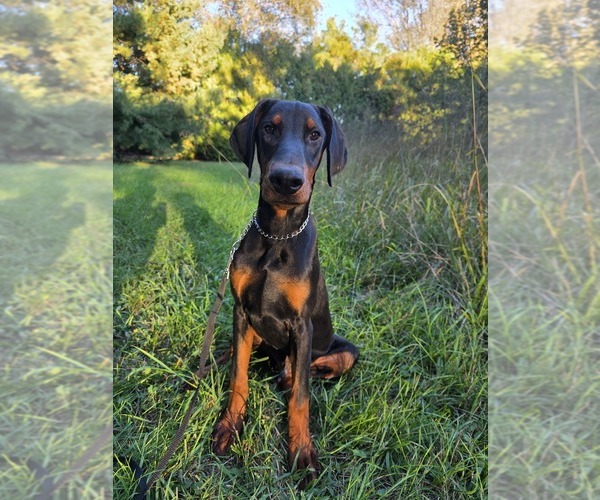 Medium Photo #17 Doberman Pinscher Puppy For Sale in WARSAW, IN, USA