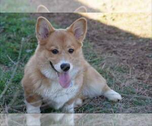 Father of the Pembroke Welsh Corgi puppies born on 05/14/2020