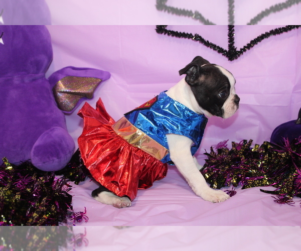 Medium Photo #2 Boston Terrier Puppy For Sale in BROOKSVILLE, FL, USA