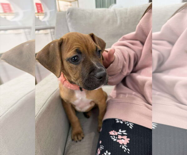 Medium Photo #1 Boxer-Unknown Mix Puppy For Sale in Holly Springs, NC, USA