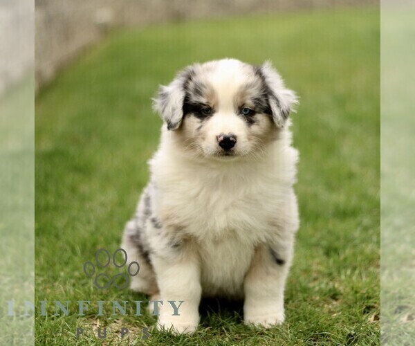 Medium Photo #1 Australian Shepherd Puppy For Sale in LANCASTER, PA, USA