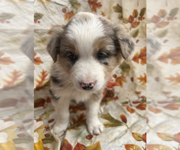 Medium Photo #3 Australian Shepherd Puppy For Sale in COTOPAXI, CO, USA