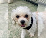 Small #2 Bichon Frise