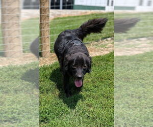 Labrador Retriever-Unknown Mix Dogs for adoption in Osgood, IN, USA