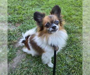 Shiranian Dogs for adoption in Long Beach, CA, USA