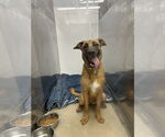 Small #1 German Shepherd Dog Mix
