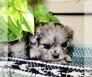 ShihPoo Puppy for sale in CLARE, MI, USA