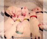 Small Photo #6 Dogo Argentino Puppy For Sale in JANE, MO, USA