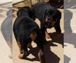 Small #3 Rottweiler