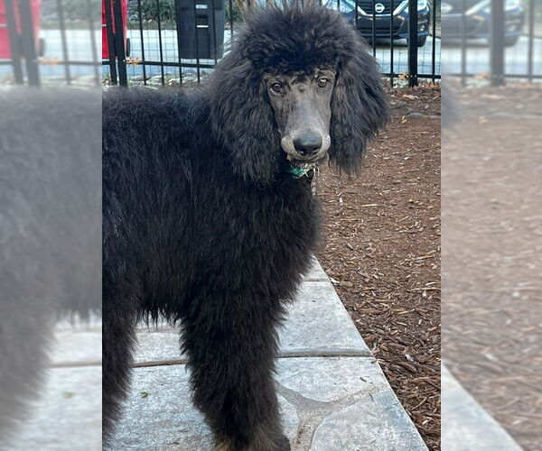 Medium Photo #1 Poodle (Standard) Puppy For Sale in Pacolet, SC, USA