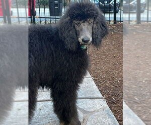 Poodle (Standard) Dogs for adoption in Pacolet, SC, USA
