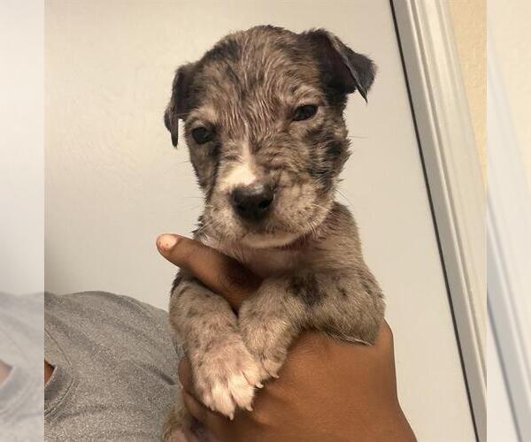 Medium Photo #1 American Staffordshire Terrier Puppy For Sale in San Antonio, TX, USA
