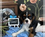 Small #5 Cavalier King Charles Spaniel