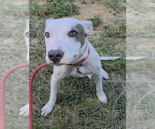 Medium Photo #1 Bull Terrier Puppy For Sale in Fort Lauderdale, FL, USA