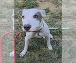 Small Bull Terrier