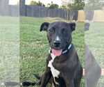 Small #3 Mountain Cur Mix