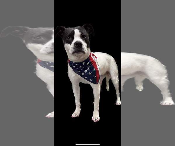 Medium Photo #7 Mutt Puppy For Sale in Marine City, MI, USA