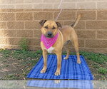 MISSY - Female German Shepherd Dog-Unknown Mix Dog for Adoption - Small photo
