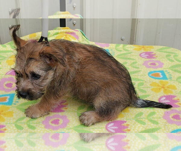 Medium Photo #4 Cairn Terrier Puppy For Sale in Mountain View, MO, USA