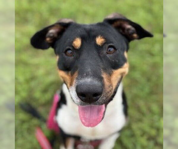 Medium Photo #7 Mutt Puppy For Sale in Fargo, ND, USA