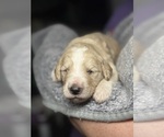 Small Photo #39 Goldendoodle Puppy For Sale in HOWARD CITY, MI, USA
