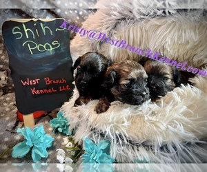 Shih-Poo Puppy for sale in CROMWELL, MN, USA